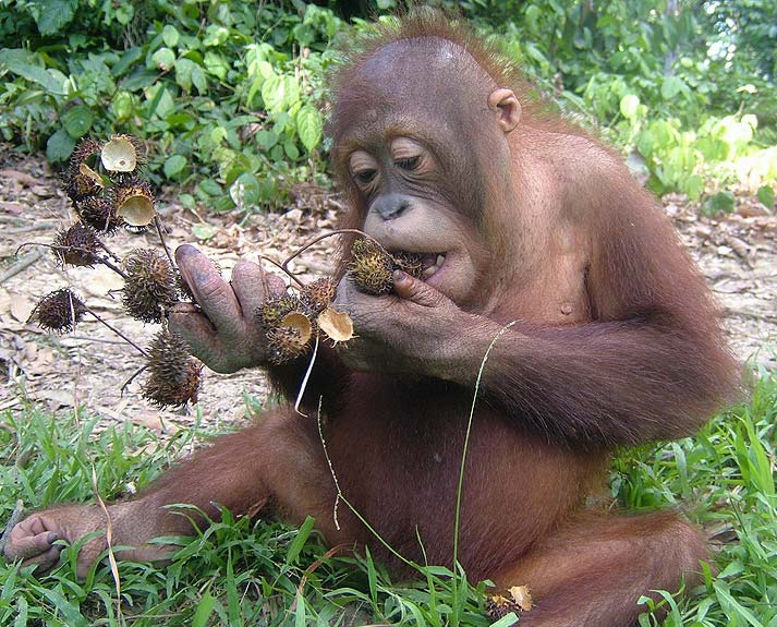 Orangutan Sepilok Centre